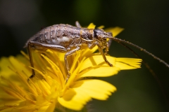 Uromenus sp