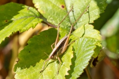 Yersinella raymondii