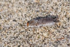 Acrosathe annulata.