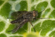 Thereva sp