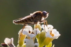 Thereva spiloptera