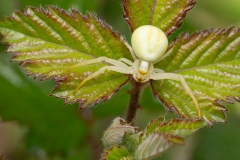 Misumena vatia