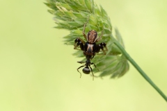 Psammitis sp