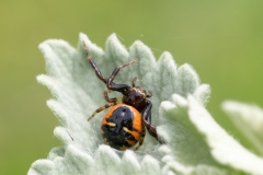 Synema globosum