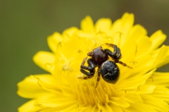 Synema globosum