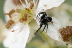 Synema globosum