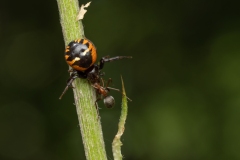 Synema globosum