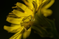 Thomisus onustus