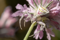 Thomisus onustus