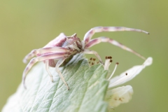 Thomisus onustus