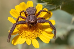 Xysticus sp