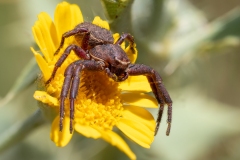 Xysticus sp