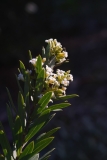 Daphne gnidium