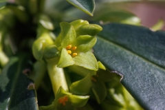 Daphne laureola