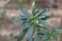 Daphne laureola
