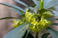 Daphne laureola