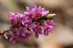 Daphne mezereum
