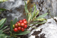 Daphne mezereum