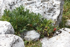 Daphne mezereum