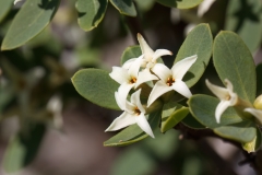 Daphne oleoides