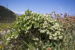 Daphne oleoides
