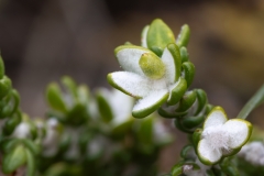Thymelaea hirsuta