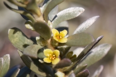 Thymelaea tartonraira