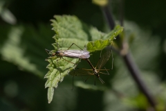 Nephrotoma sp