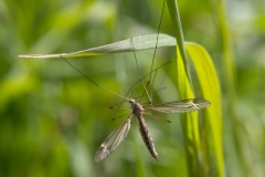 Tipula lateralis