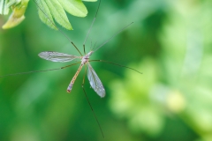 Tipula livida