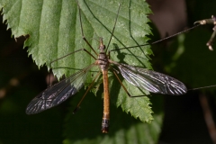 Tipula sp