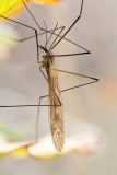 Tipula sp