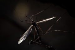 Tipula sp