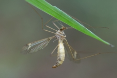 Tipula sp