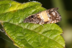 Endothenia nigricostana