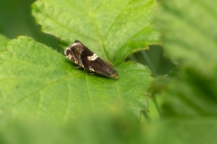 Grapholita sp