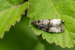 Hedya pruniana