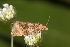 Syricoris lacunana