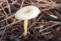 Singerocybe phaeophthalma