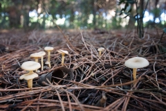 Singerocybe phaeophthalma