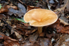 Infundibulicybe gibba