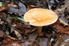 Infundibulicybe gibba