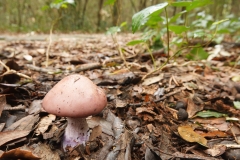 Collybia nuda