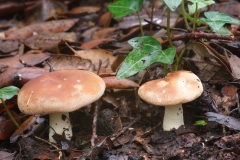 Leucopaxillus gentianeus