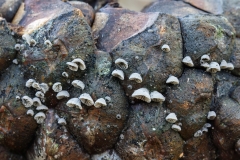 Resupinatus sp