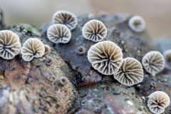 Resupinatus sp
