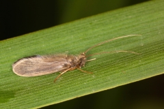 Limnephilidae