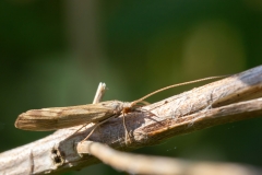 Odontocerum albicorne