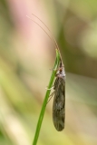 Odontocerum albicorne