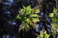 Gesnouinia arborea